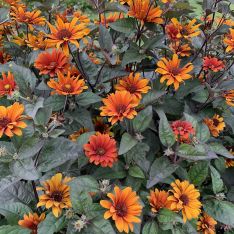 Heliopsis Var. Scabra Bleeding Hearts